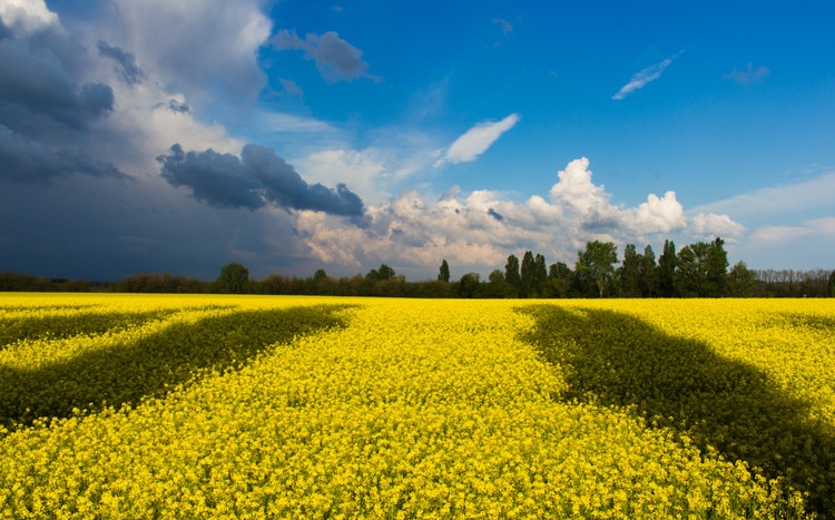 kernel, ksgagro, imc, milkiland, astarta, ukraina, wojna
